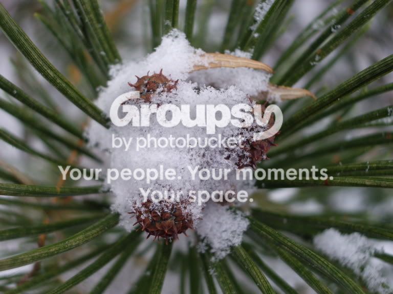 Pine.jpg
