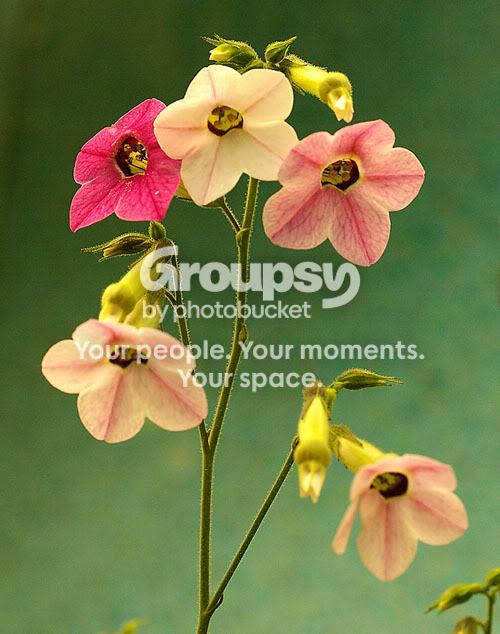 flower2-2.jpg