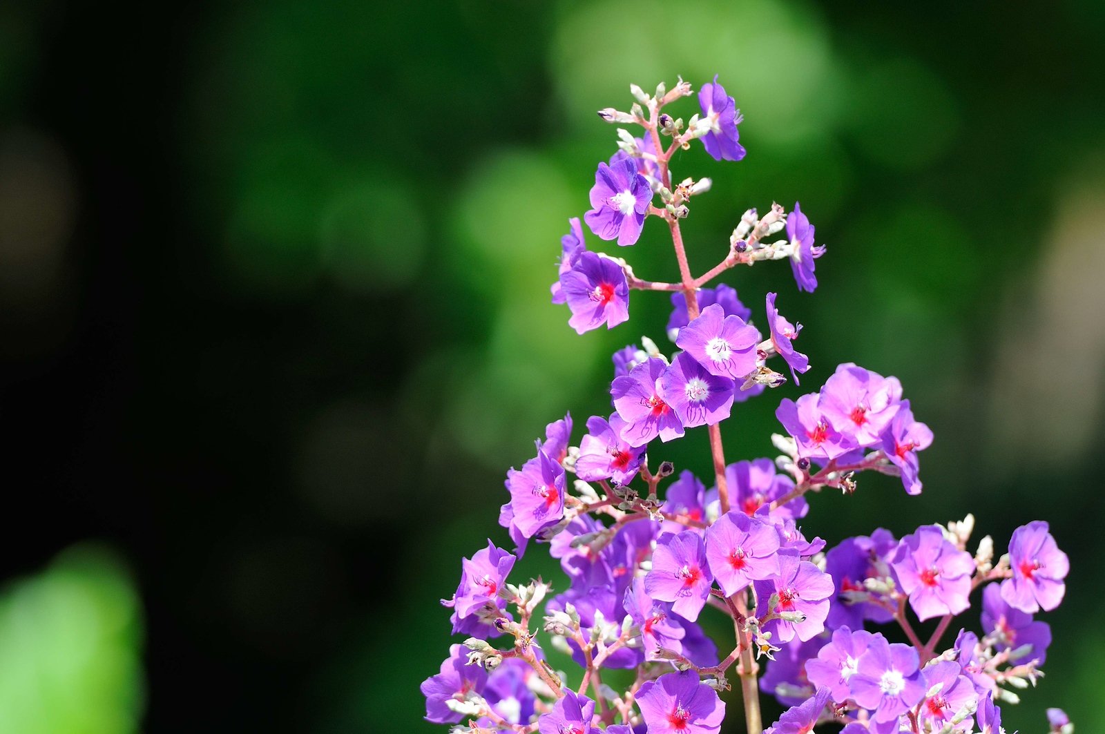 DSC_00158-X3.jpg