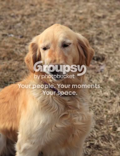 09_04_08_mydogs_298.jpg