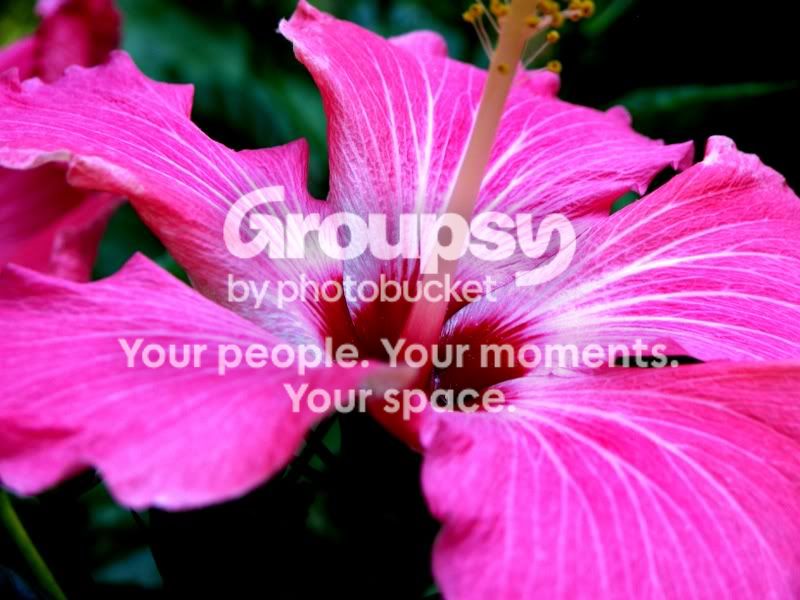 Flower2.jpg