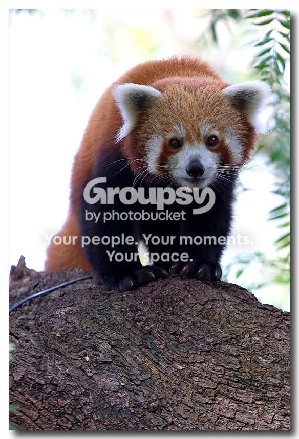 RedPanda.jpg