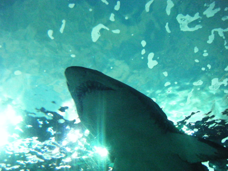 Don__t_jump_the_shark_by_kaihlo.jpg