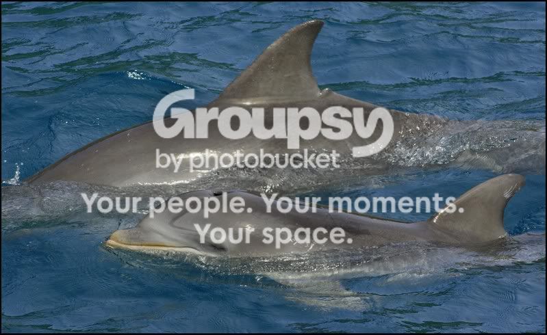 dolphin.jpg