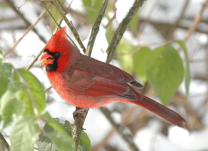 cardinal.jpg