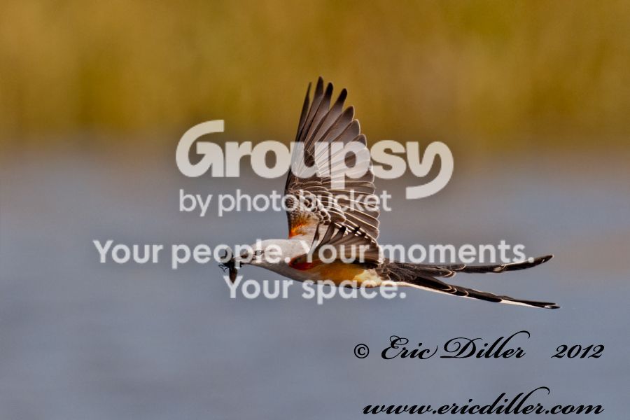 _ECD5315-copy900-1.jpg