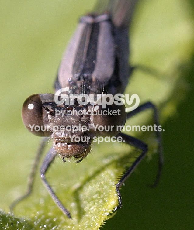 damsel40016a.jpg