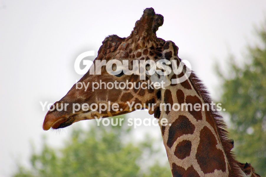 giraffe11111.jpg