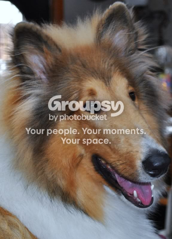 collie006.jpg