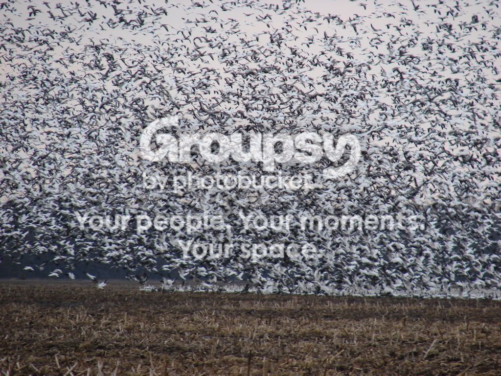 2-7snowgeese008.jpg