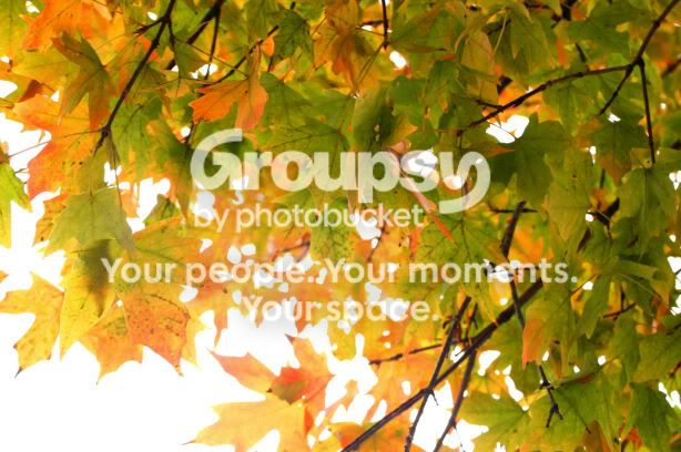 leaves5.jpg