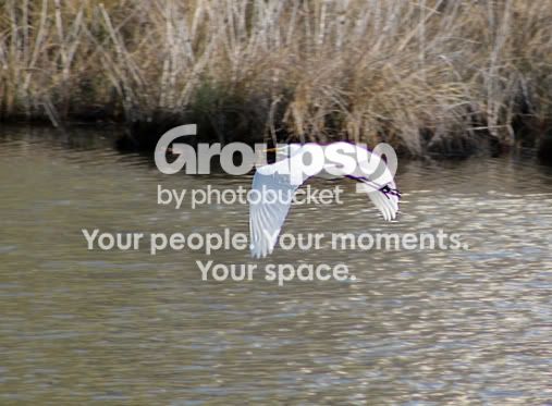 heroninflight-small.jpg