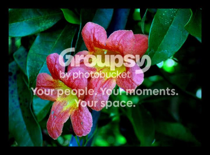 cuppedredflowers-smaller.jpg