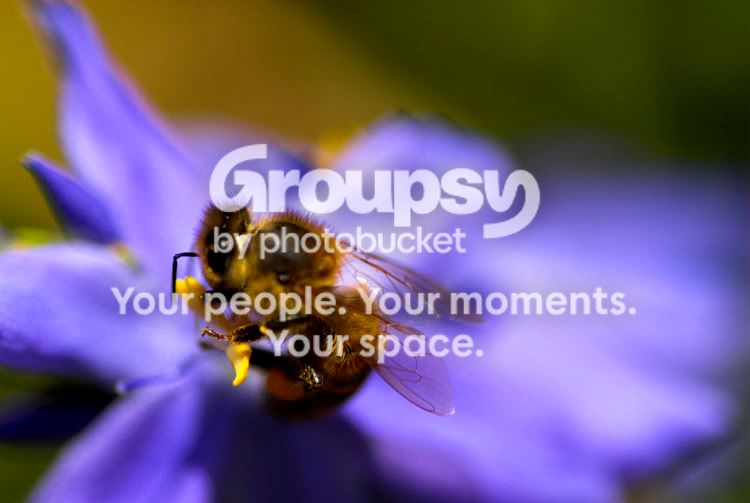 Bumblebee.jpg
