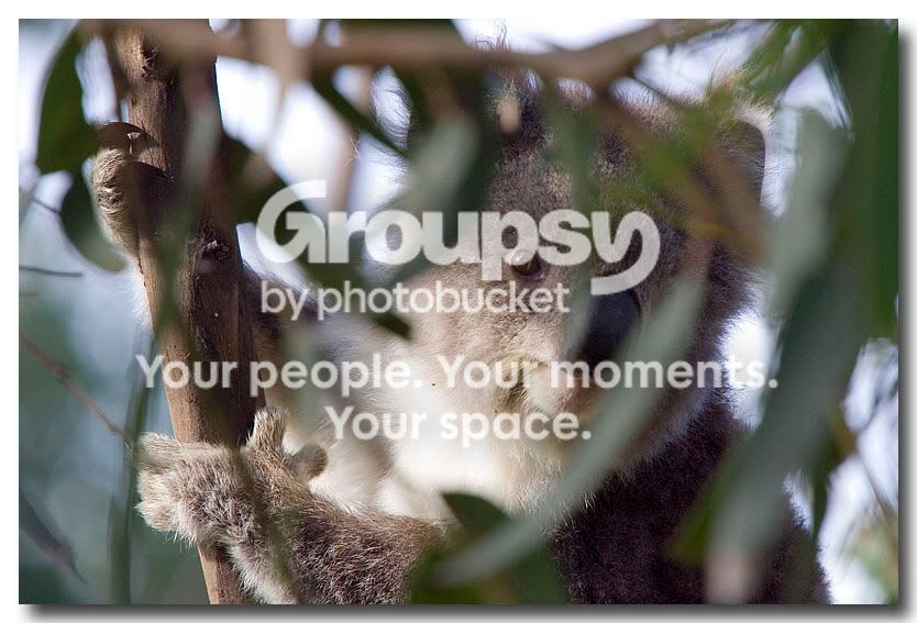 PeekabooKoala.jpg