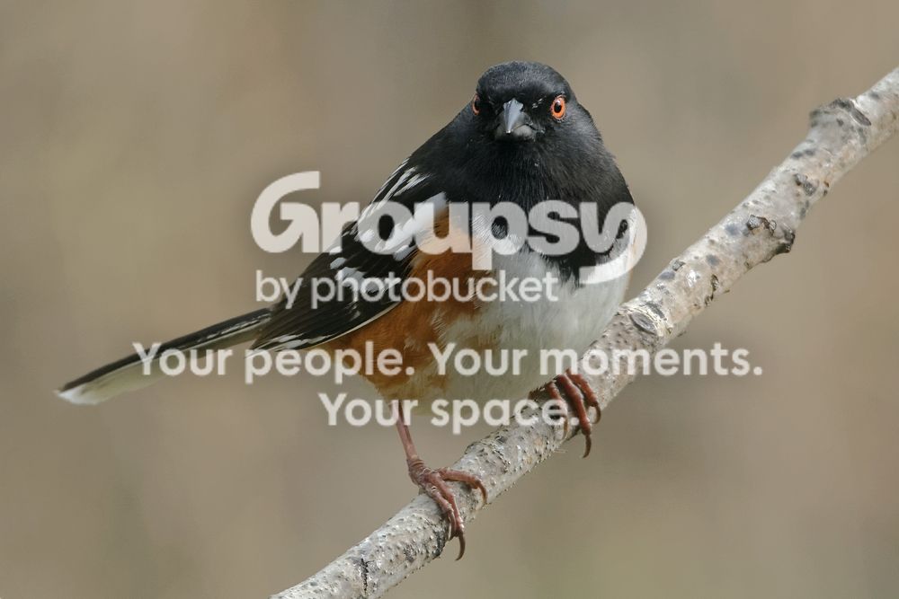 Spotted%20Tohee%206%20May%202015_zpsfwsctqjl.jpg