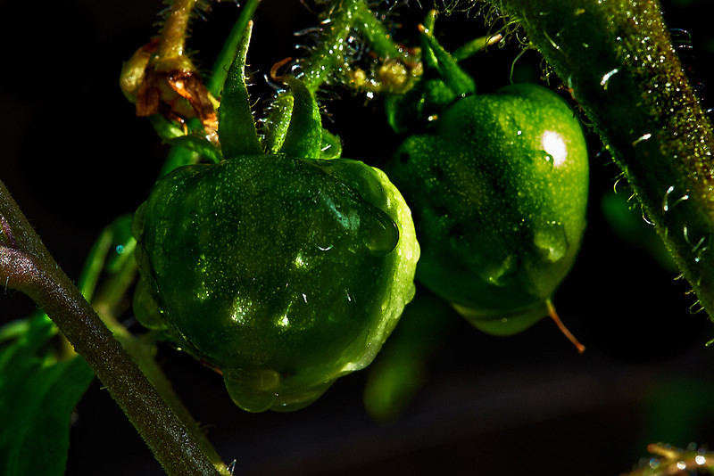 DSCF2961-L.jpg