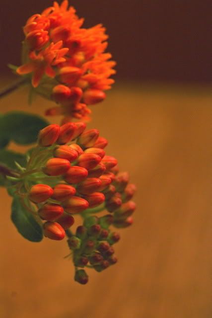 flowerontable0002.jpg