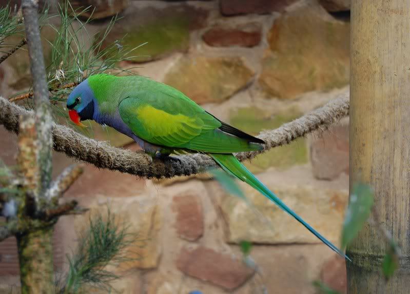 parrotedit.jpg