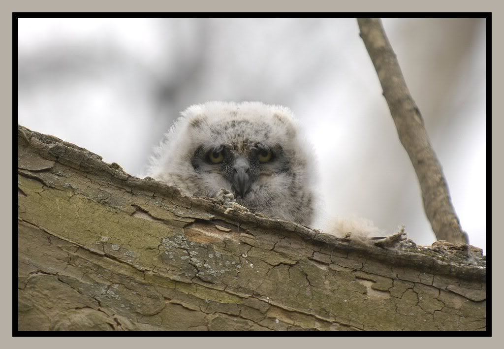 Babyowl1.jpg