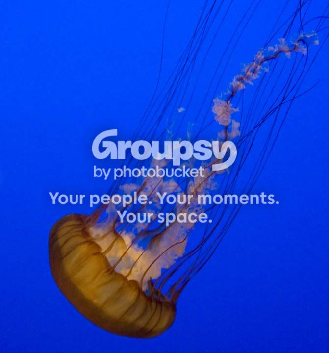 jelly7.jpg
