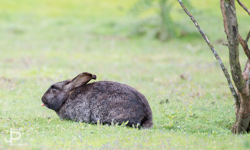 Rabbit%20%285%29.JPG