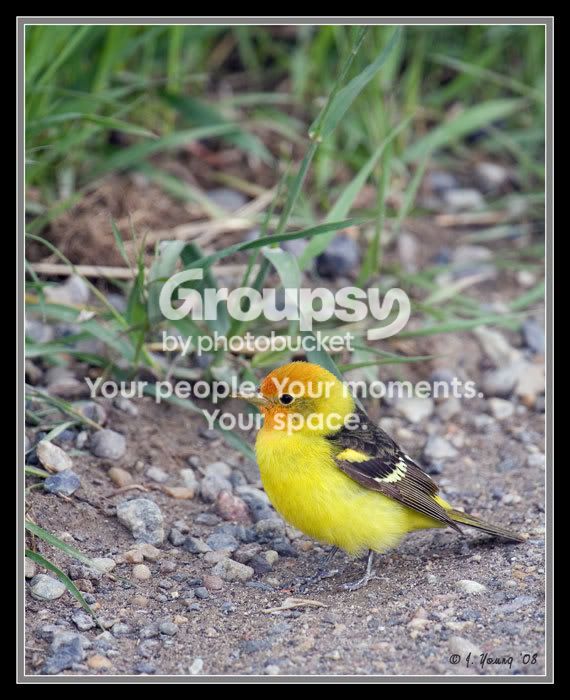 Western-Tanager-1.jpg