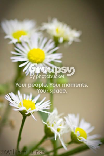 6flowerstpf.jpg