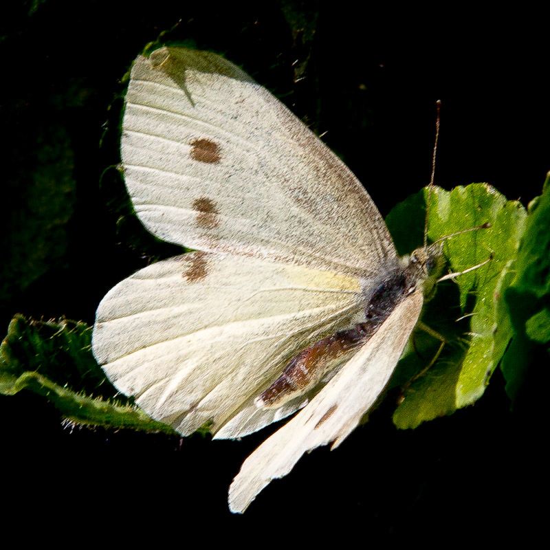 20120814-_MG_4544.jpg