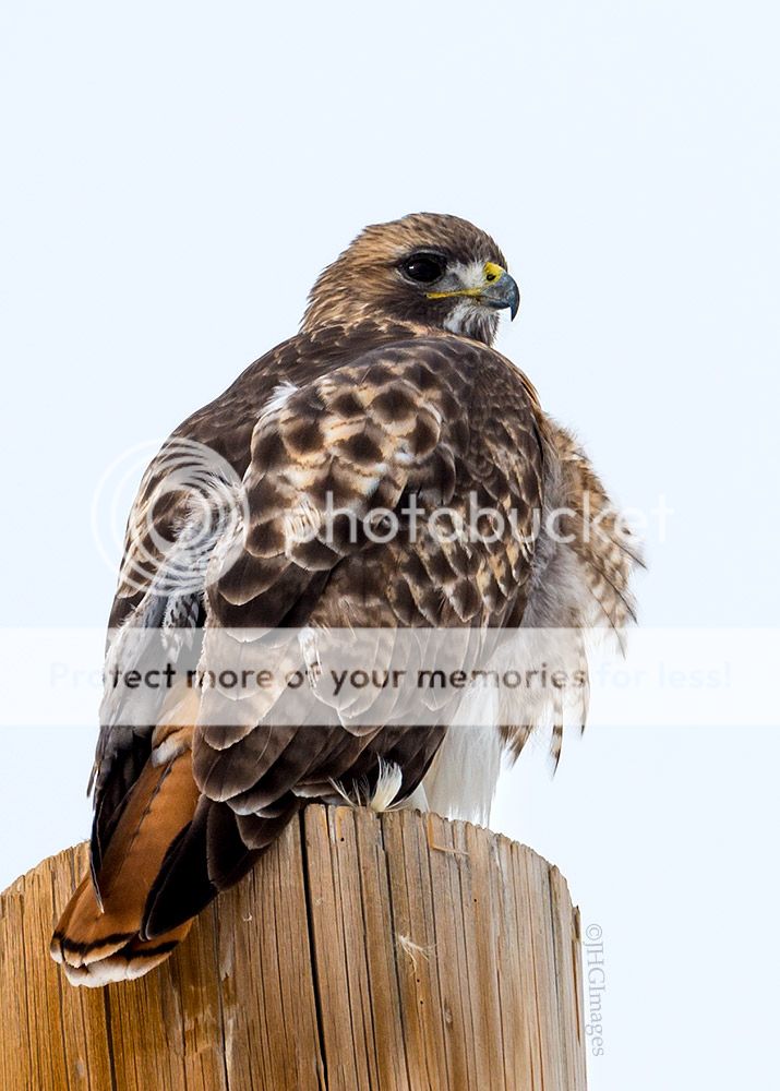 redtail3_zps91041d61.jpg~original
