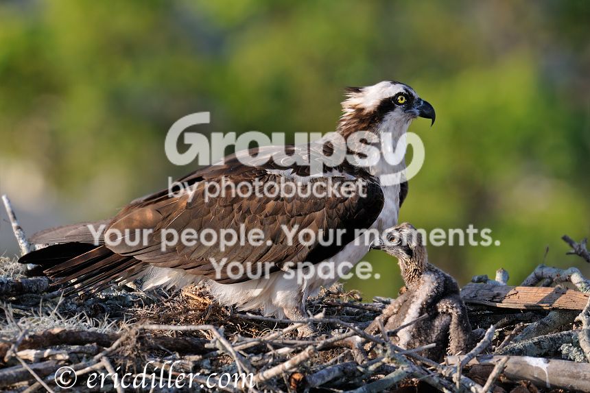 _ECD4653-copy860.jpg