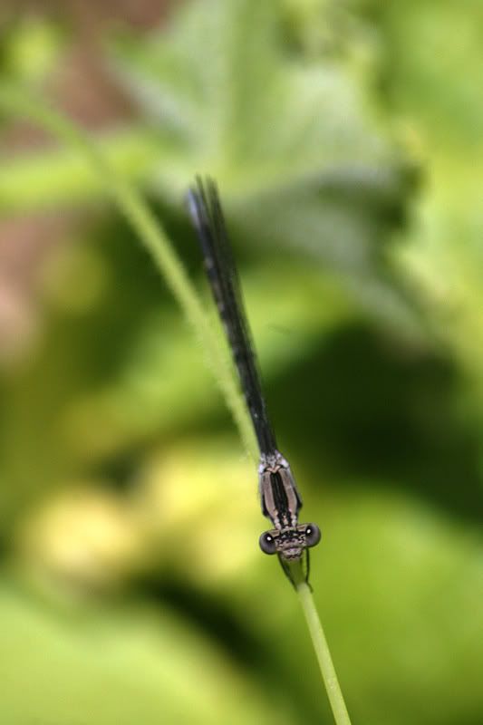 dragonfly0085a.jpg