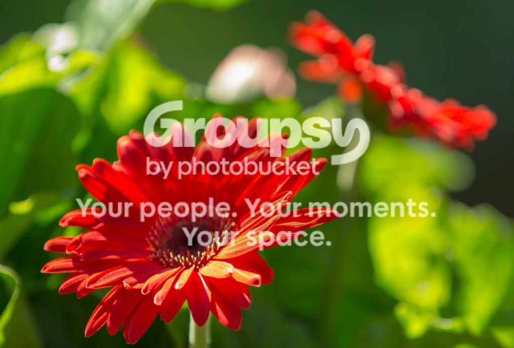Flowershallowdof.jpg