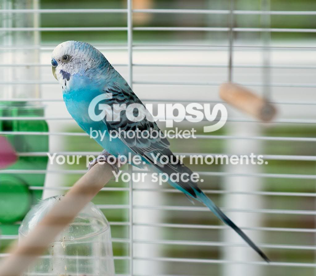 0lostbird_zpsc4f41d3a.jpg