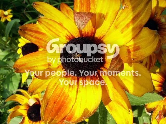 CrisisLineandFlowersetc027.jpg