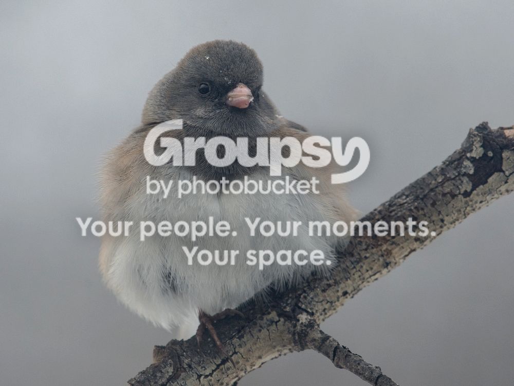 Junco%203%2016%20Apr%202017_zpsi1sivq0f.jpg