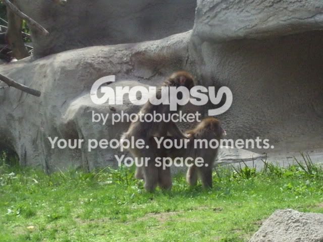 8-27-07Monkey2.jpg