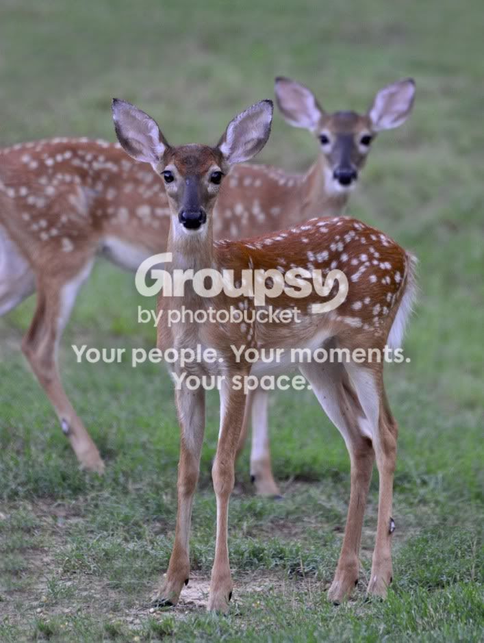 Fawn082911-1.jpg