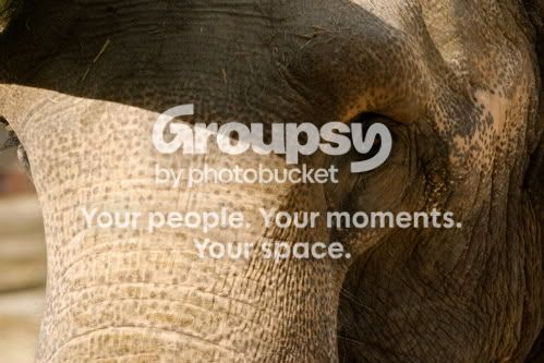 elephant.jpg