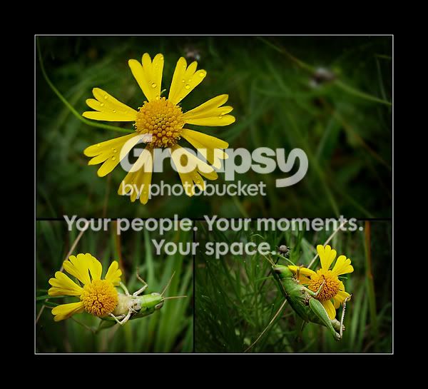 yellowflowerandgrasshoppersmall.jpg