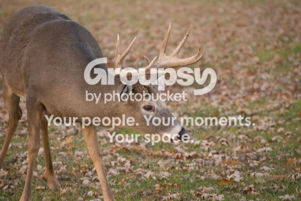 Deer3-1.jpg