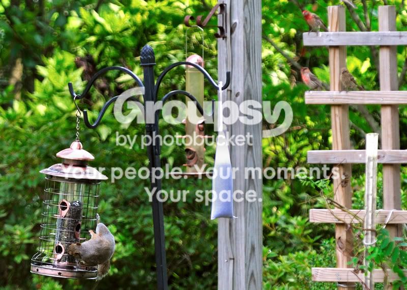 Squirrel-new-feeder-2.jpg