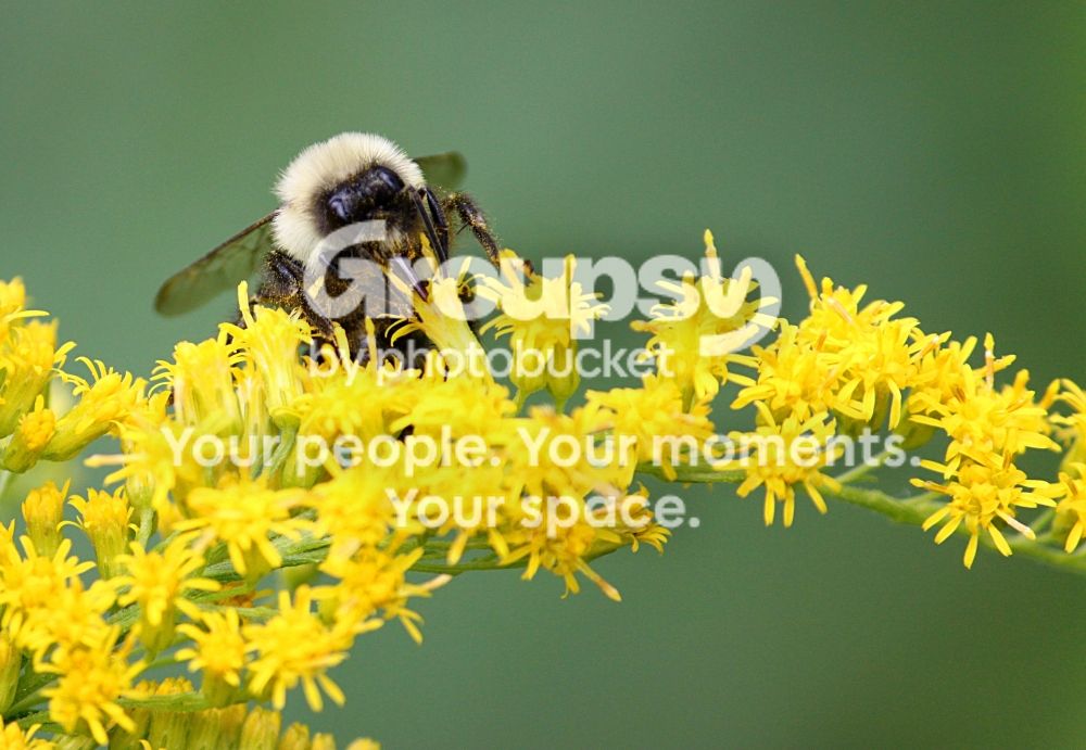 beecrop.jpg