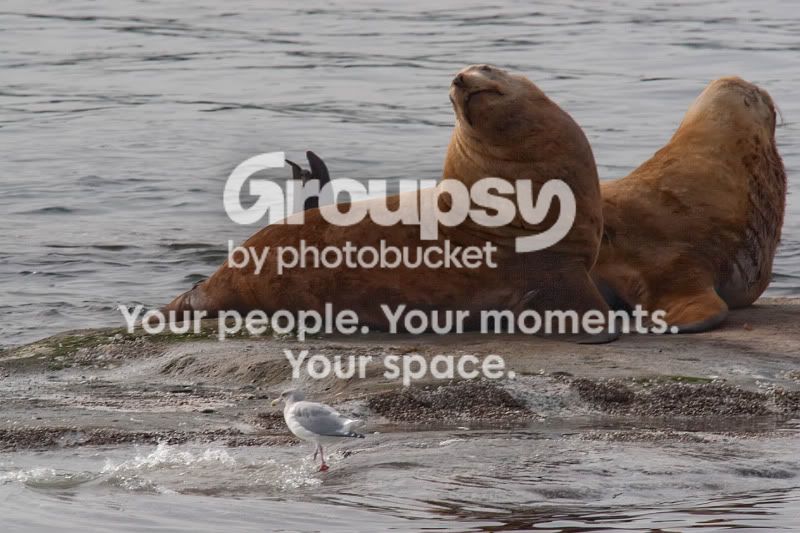 HarborSeals3.jpg