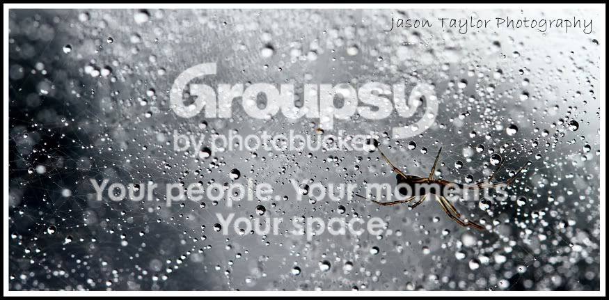 spiderdroplets3-1.jpg