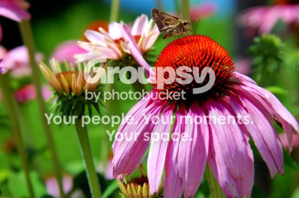 flowerandbutterfly.jpg