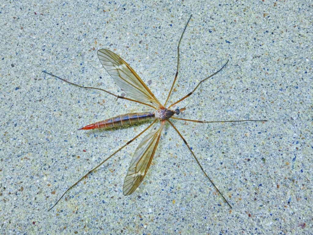 IMG_0064_HDR.jpg