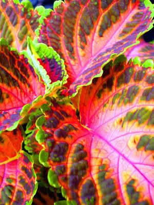 Pretty_coloured_leaves_by_peanutfun.jpg