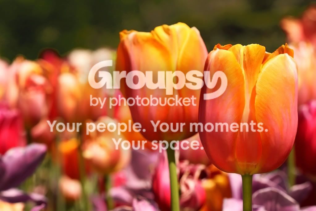 tulip.jpg