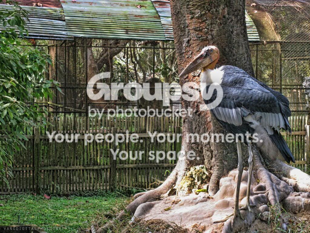 bird_zps1f80d555.jpg
